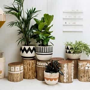 Plantas de interior